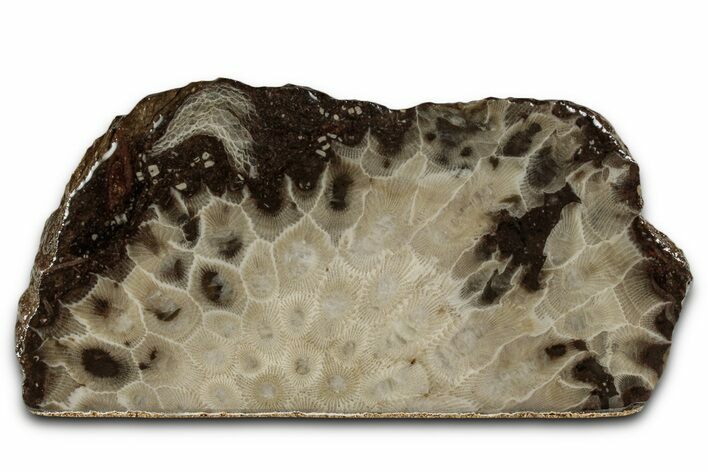 Free-Standing, Petoskey Stone (Fossil Coral) Section - Michigan #357003